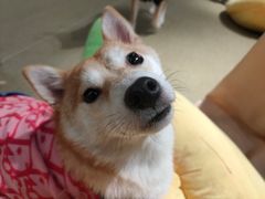 -逗柴咖啡屋·狗咖猫咖宠物桌游