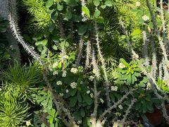 -国家植物园南园