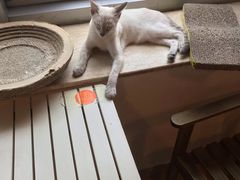 -Cappucimeow猫咪咖啡馆(韦伯时代店)