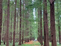 -黄海国家森林公园