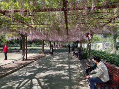-嘉定紫藤园