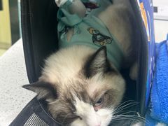 -天宠宠物医院24小时·急重症诊疗中心·全科·腔镜特色(和平分院)