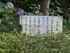 -滨千鸟之汤 海舟