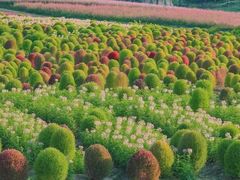 -径山花海