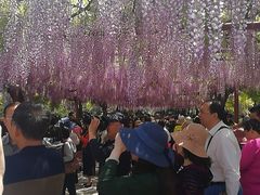 -嘉定紫藤园