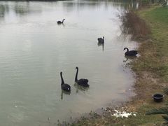 -瑶湖郊野森林公园