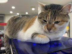 -伟伟宠物医院·CT影像中心·瑞派犬猫综合性门诊(汉口总院)