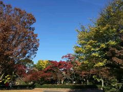 -名古屋城