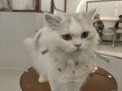 -共舞时光猫咖·狗咖(新街口店)