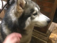 -more than meow吴止猫主题餐厅(承德 中船汇店)