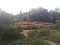 -南国桃园旅游度假区