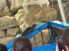 -芜湖新华联大白鲸海洋公园