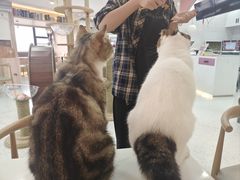 -喵园·猫主题咖啡厅·撸猫·猫咖(国贸店)