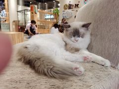 -藏猫猫咖啡主题馆(中央大道店)