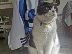 -海边的猫和咖啡馆