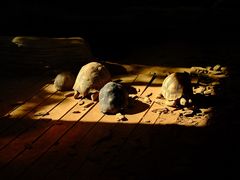 -宁波野生动物园