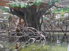 -南宫五洲植物乐园