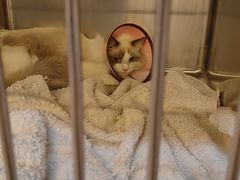 -御宝贝·A梦猫科宠物医院(国际猫友好医院)