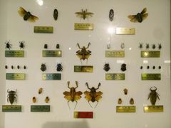 -上海昆虫博物馆