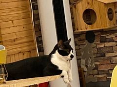 -猫的茶·猫咖