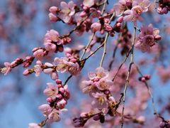 -桃花堤公园
