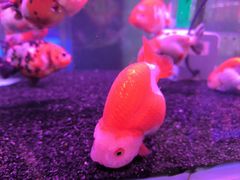 -花鸟鱼虫鲜花绿植市场(玉泉路店)