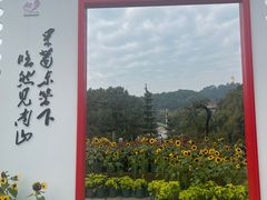 -南山植物园
