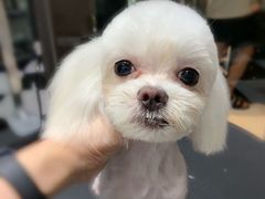 -Oh My Dog宠物沙龙(伊珊娜皮毛护理店)