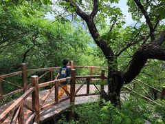 -大岭沟猕猴桃谷风景区