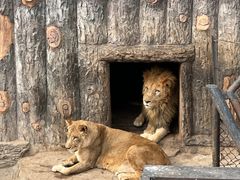 -大连森林动物园