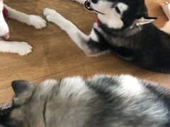 -Husky Go! 哈士奇体验馆·宠物咖啡厅狗咖