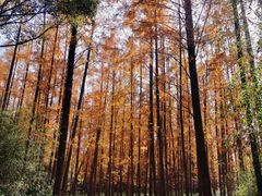 -上海滨江森林公园