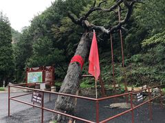 -藏山旅游风景区