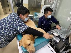 -爱侣宠医·鹦鹉专科·小型哺乳类·异宠专科(灵石路店)