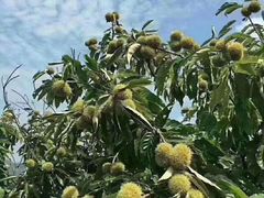-罗田薄刀峰风景区