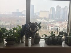 -仰生如卉推拿养生馆(酒仙桥店)