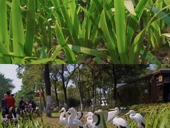 -海珠湖公园