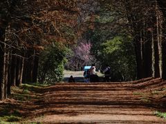 -上海海湾国家森林公园