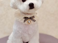 -乐琪宠物(青塔西路店)