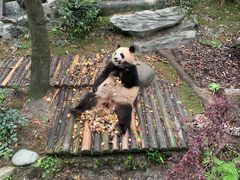-都江堰中华大熊猫苑