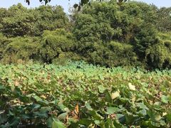 -艾溪湖湿地公园