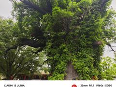 -大槐树寻根祭祖园