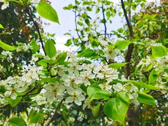-南汇桃花村