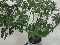 -西安软件新城软件研发基地2期