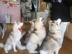-Husky Go! 哈士奇体验馆·宠物咖啡厅狗咖