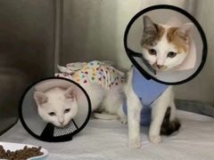 -中农大我爱我爱动物医院·核磁CT·猫病·24小时夜诊中心(石佛营店)