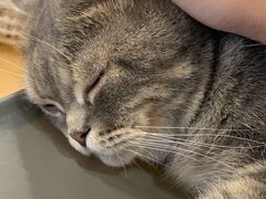 -猫咪派对(江南西店)