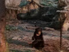 -清迈夜间动物园