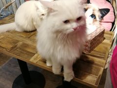 -小时光咖啡馆(开森度假森林店)