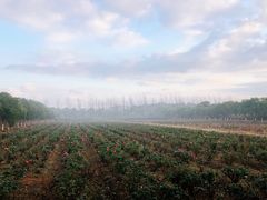 -海上花岛玫瑰园采摘